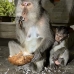 monkey_macaque_balinese_mf_ubud_v_0460_bal0461.jpg